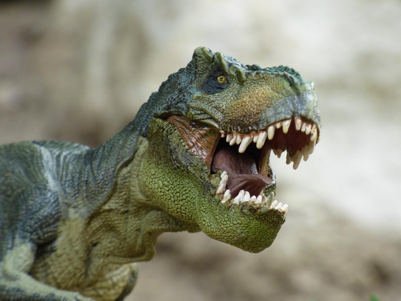 Dinosaur Fossil